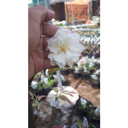 Hoa Cúc Bạch Mai_cây ghép chuẩn