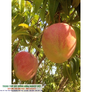 Cây Xoài Úc F1 Quả To Tròn (ảnh thật số 2) .