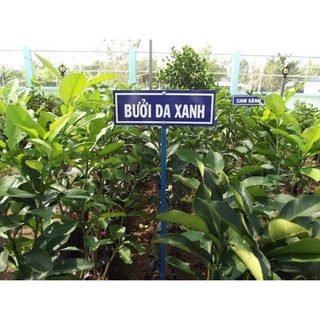 Cây Bưởi Da Xanh Ruột Hồng 80cm - 1m Hơn 1 năm cho quả ( Ảnh Thật) .