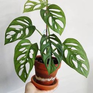 Combo 4 cây trầu bà ( cây trầu bà lỗ + trầu bà nhung + trầu bà hồng + trầu bà sữa )