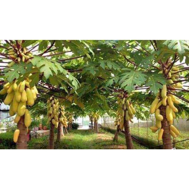7 hạt giống đu đủ da vàng lùn làm kiểng và ăn 🍏🍏 Độc Lạ 🍒🍒 siêu năng suất