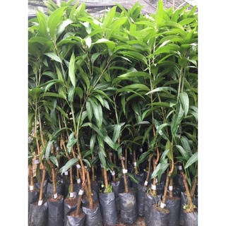 Cây Xoài Tím Thái Giống Chuẩn .