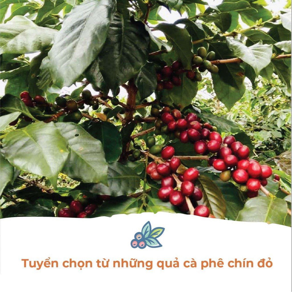 Ảnh Cà Phê Arabica Cầu Đất Dalat Farm - Túi 250Gr (Dạng hạt) 2