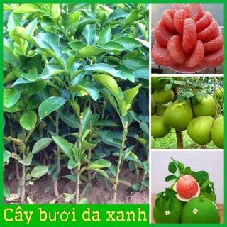 Cây giống bưởi da xanh ruột hồng không hạt vị chua ngọt thanh .
