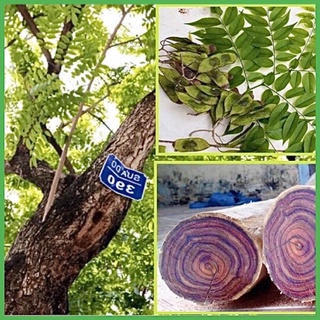 Cây giống gỗ quý sưa đỏ cây khỏe mạnh không sâu bệnh .