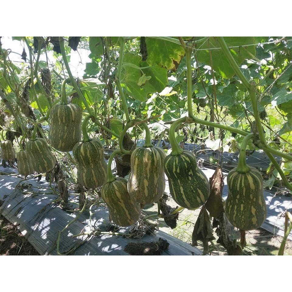 Hạt Giống Bí Đỏ Hạt Đậu f1 🤗 Chuẩn Xịn 🤗 Siêu Quả Cực Kỳ Năng Suất