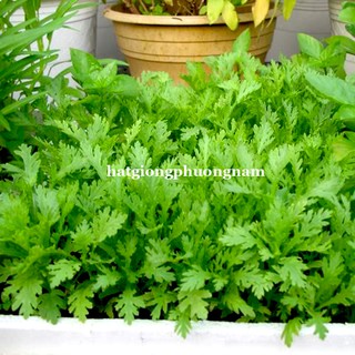 1 Kg - Hạt Giống Tần O Phương Nam