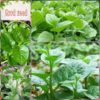 Hạt giống rau Mồng Tơi Cao Sản, sinh trưởng khoẻ, kháng sâu bệnh - gói 20 gam