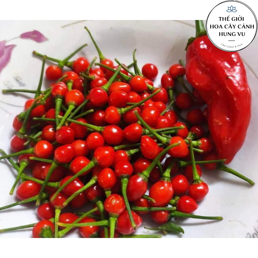 Cây ớt Peru Charapita quả đỏ siêu cay và thơm (ảnh thật số 2). | Shopee ...