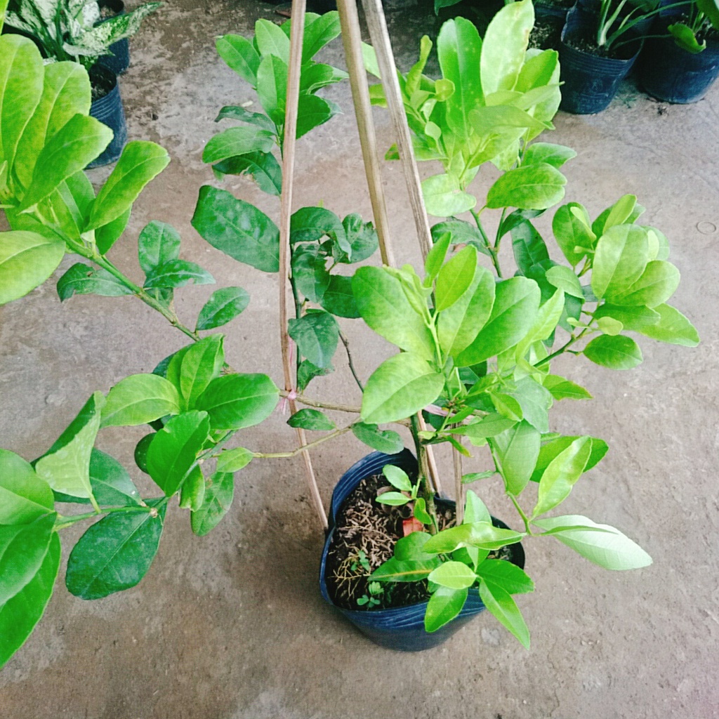 Cây chanh tứ quý cao 40-50 cm
