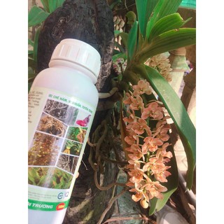 NẤM ĐỐI KHÁNG TRICHODERMA BACILLUS HLC (DẠNG NƯỚC) CHAI 250ML - Ủ PHÂN CHUỒNG, TƯỚI CÂY, ĐỐI KHÁNG NẤM BỆNH, CẢI TẠO ĐẤT