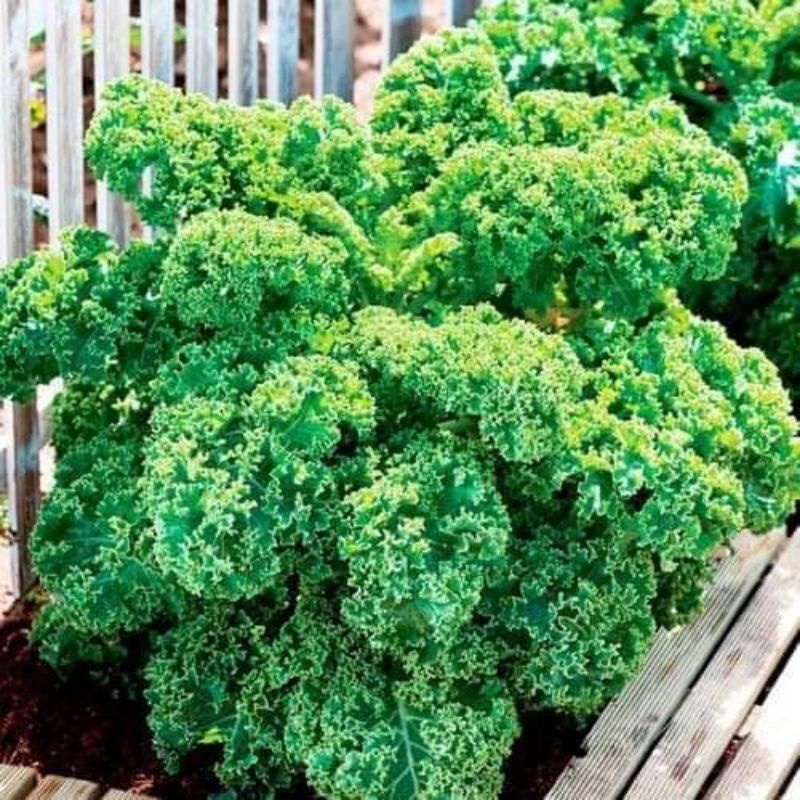 Hạt Giống Cải Xoăn ( Cải Kale Xanh Nhập Mỹ 150 hạt giống) 💥SALE LỚN💥 chất lượng cao