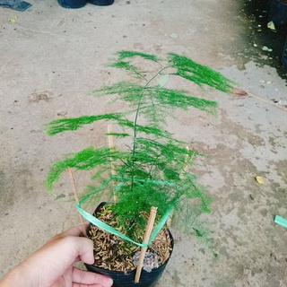 Combo Cây Sơn Tùng + Cây Thủy Tùng