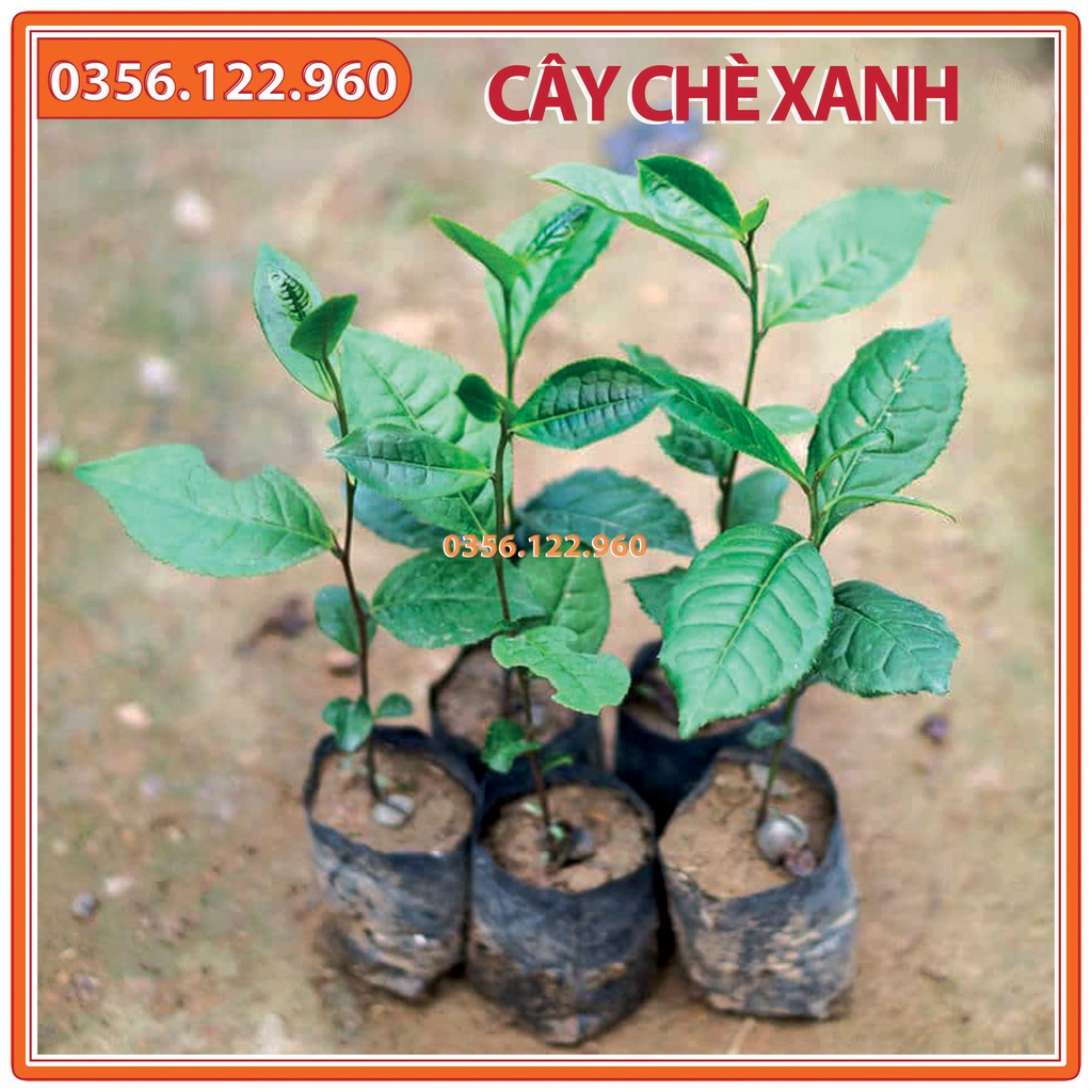 Cây chè xanh giống, trà xanh | Shopee Việt Nam