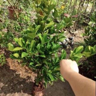 Cây cherry Brazil choai cao 80-90 cm (ảnh chụp thật tại vườn) .