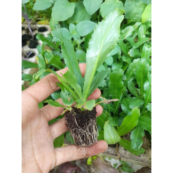 cây giống rau gia vị ngò gai ( rau mùi tàu) | Shopee Việt Nam