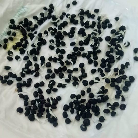 Hạt giống măng tây xanh cao sản