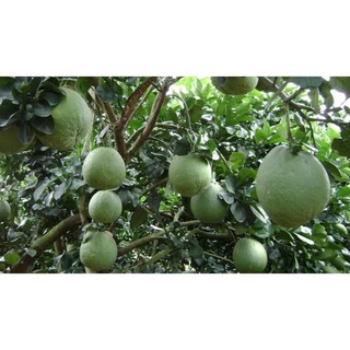 Cây Bưởi Da Xanh Ruột Hồng 80cm - 1m Hơn 1 năm cho quả ( Ảnh Thật) .