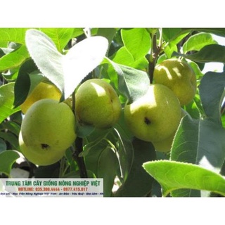 Cây Giống Lê Vàng Quả Bao Giòn .