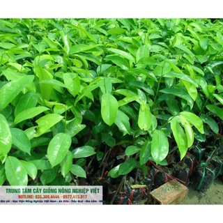 Cây Giống Mãng Cầu Xiêm Thái Giống Chuẩn .