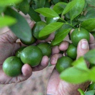 Cây chanh tứ quý ra quả quanh năm cao 60-90 cm .