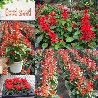 ⚡️HẠT GIỐNG HOA XÁC PHÁO ĐỎ ĐÀ LẠT⚡️ TỈ LỆ NẢY NẦM TRÊN 90% GÓI 50 HẠT