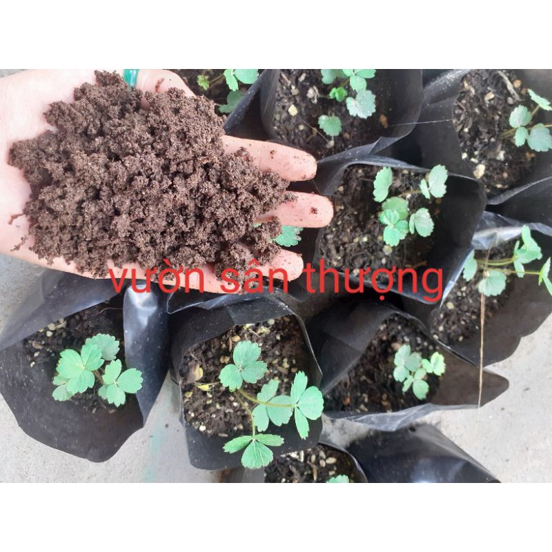 10kg Phân Tr.ùn Ngu.yên Ch.ất Nhà N.uôi, Đủ Tháng Xuất, Duy Trì Độ Ẩm Giúp Trứ.ng Tr.ùn Còn