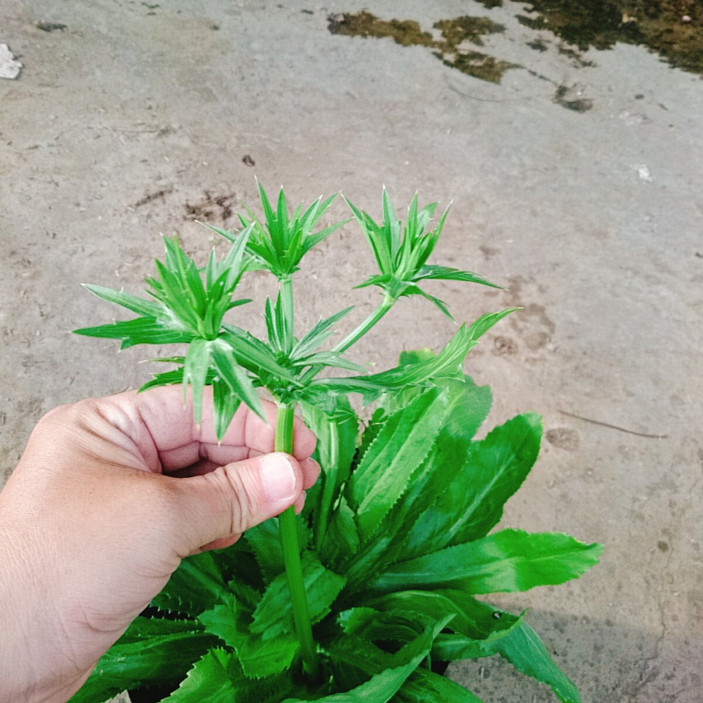 Chậu Cây Rau Ngò Gai ( Cây Mùi Tàu ) 100% rau sạch nhà vườn