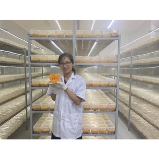 [Sỉ Giá Tốt] 1Thùng 12 Hộp Nấm Đông Trùng Hạ Thảo Tươi, Hàng Việt Nam, Hàng Đẹp, Cam Kết Chất Lượng
