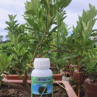 THUỐC KÍCH RỄ CHO CÂY TRỒNG RA RỄ CỰC MẠNH - EM ROOT SIÊU RA RỄ HLC - KÍCH RỄ SIÊU NHANH, XANH LÁ, BUNG CHỒI, CÂY KHỎE