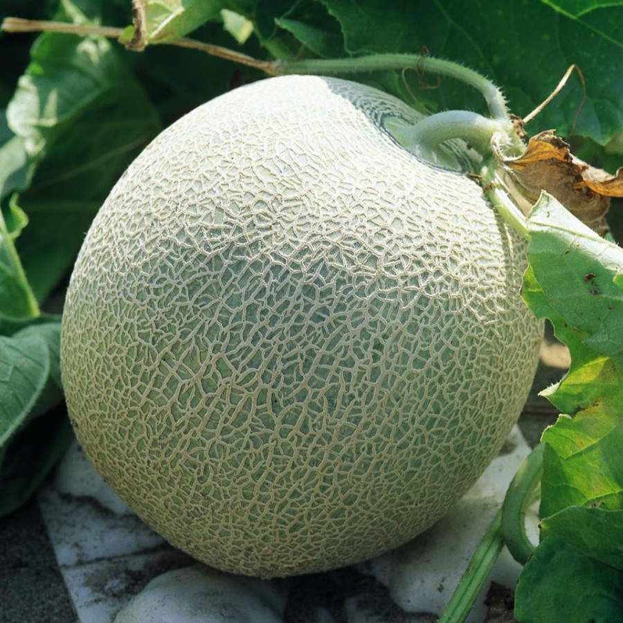 Hạt giống dưa lưới xanh siêu ngọt