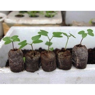 Hạt Giống Đậu rồng cao sản