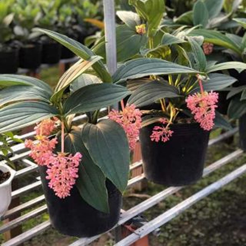 Hòn Ngọc Viễn Đông - cây cảnh để bàn