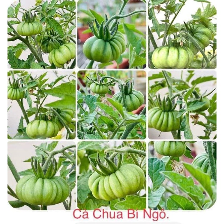 💥hạt giống cà chua múi Bí Ngô khổng lồ Hà Lan ❤️☘️Ngon Đặc Biệt❤️💥 rất dễ trồng