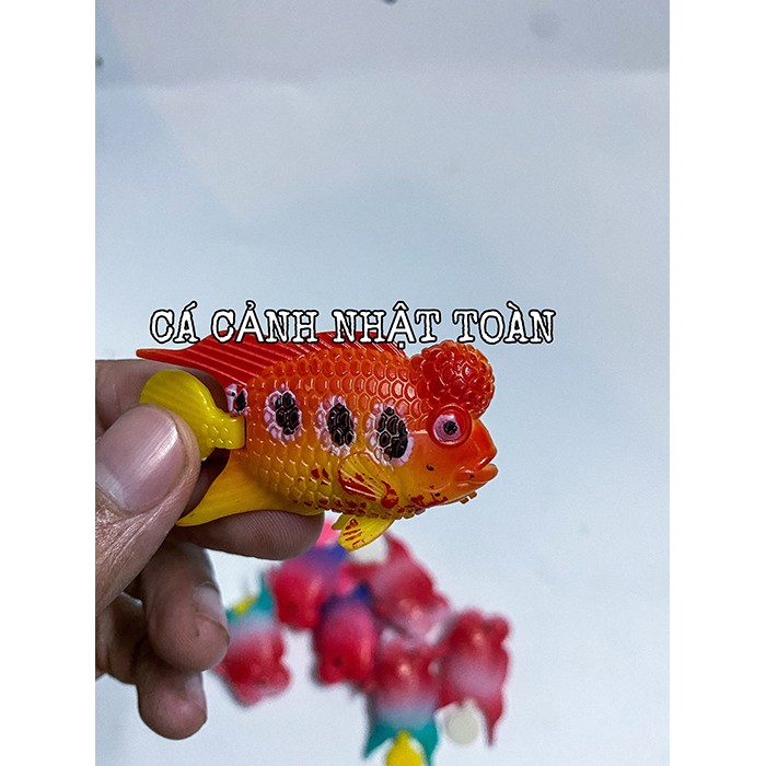 CÁ LA HÁN GIẢ TRUNG LÀM CÁ KÈ CHO LA HÁN (MÀU NGẪU NHIÊN)
