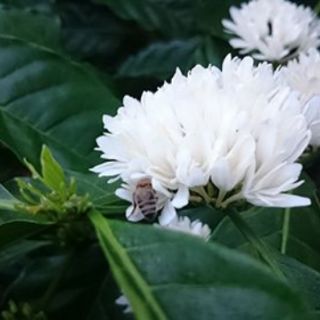 MẬT ONG HOA CÀ PHÊ GIA LAI 100%NGUYÊN CHẤT ( chai 1lít nặng 1,4kg)