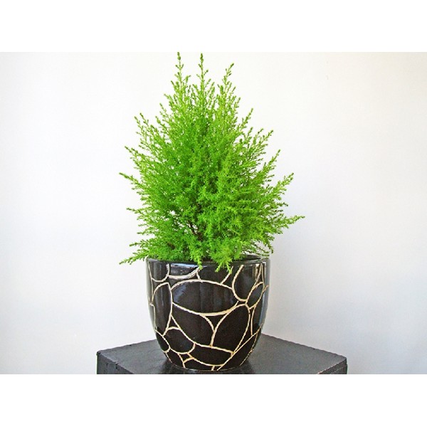 Cây tùng thơm cao 30-50 cm trang trí noel