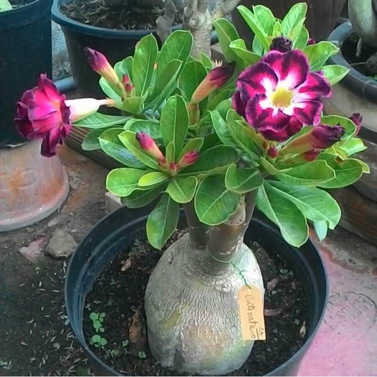 Hạt giống sứ Thái