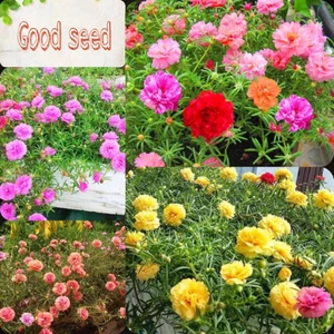 🌟1000 HẠT GIỐNG HOA MƯỜI GIỜ KÉP NHIỀU MẦU🌟BÔNG TO CÁNH KÉP CỰC KỲ ĐẸP