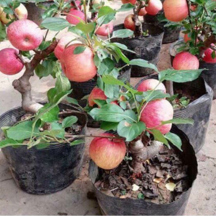 Hạt giống táo lùn