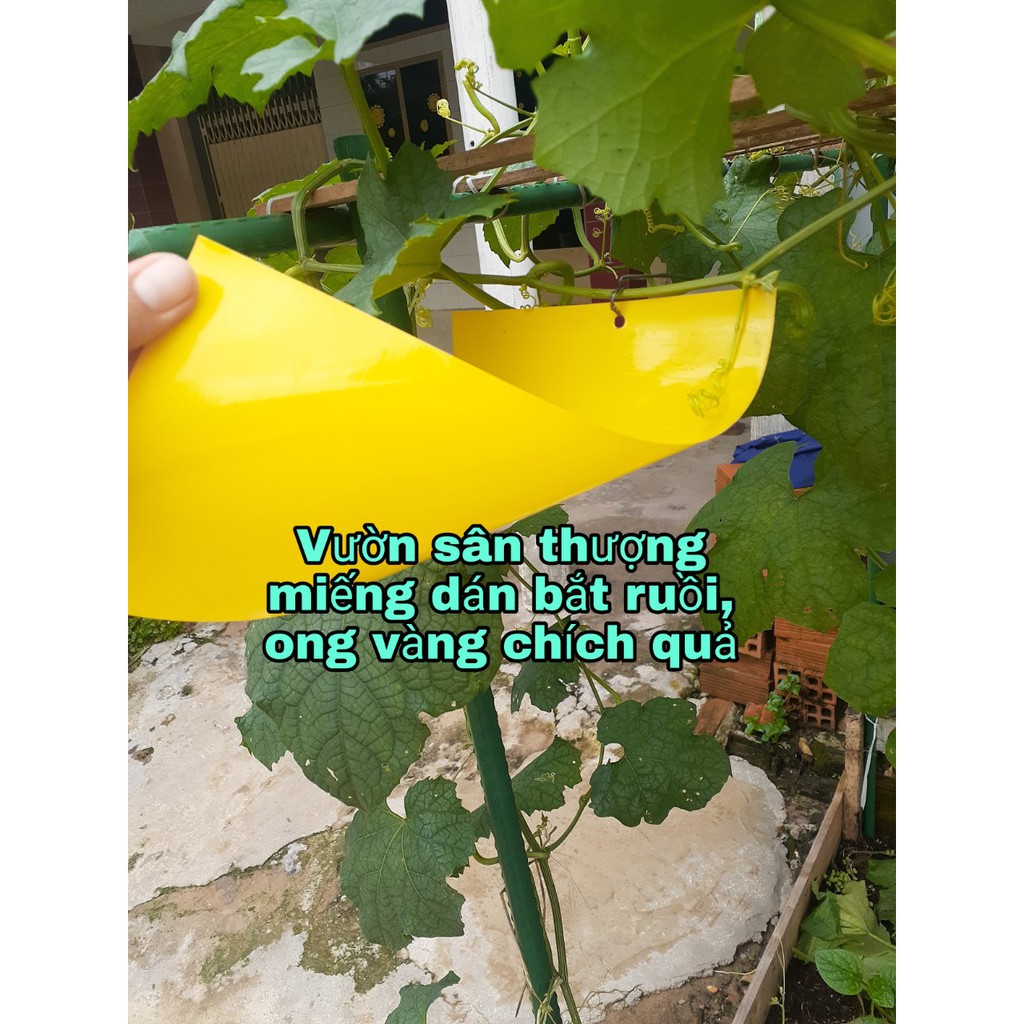 [ Kèm Dây Treo] Miếng Bẫy Dính Ruồi Vàng Và Các Loại Gây Hại Cho Cây 15*25 Cm 1 Miếng, An Toàn Tuyệt Đối