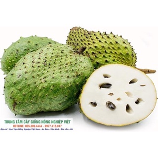 Cây Giống Mãng Cầu Xiêm Thái Giống Chuẩn .