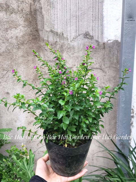Cẩm Tú mai siêng hoa- Cây hoa ban công chịu nắng