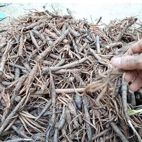 [Mã BMTTC60K giảm đến 60K đơn 50K] Sâm cau đen khô (Tiên mao) thượng hạng JINDO 1kg tốt cho sinh lực nam giới