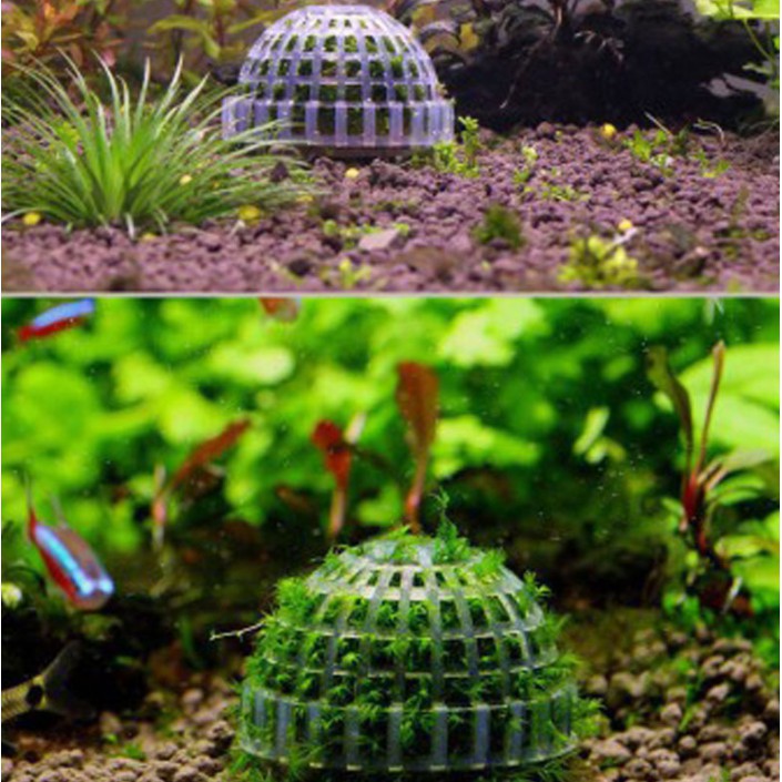 Bán cầu ươm rêu thủy sinh cách dễ nhất để có các quả cầu rêu ( không ...