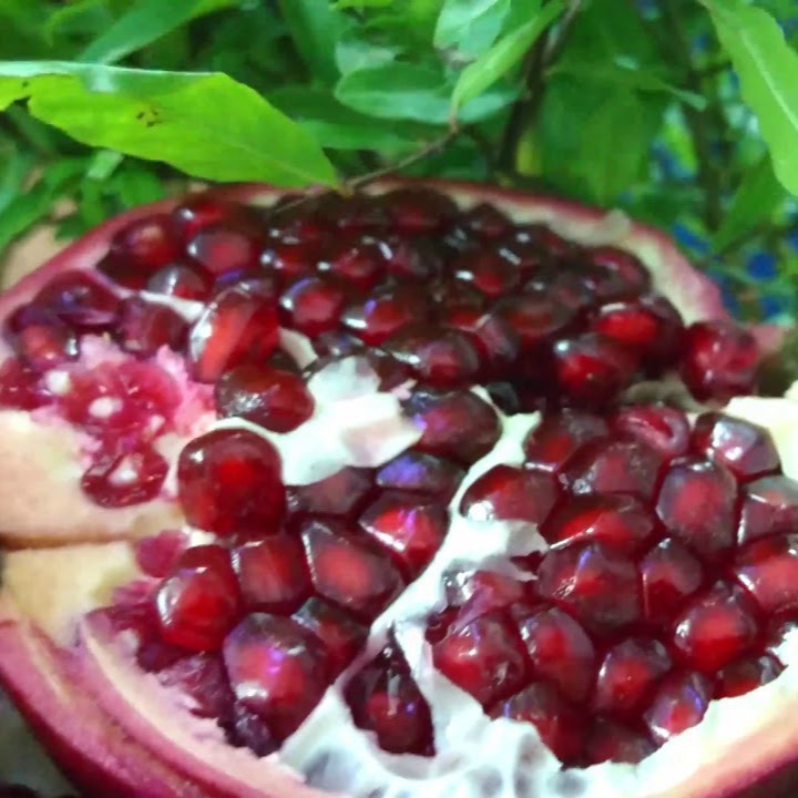 Hạt giống lựu lùn