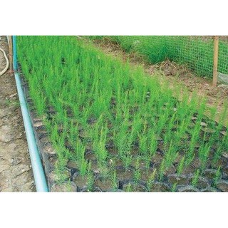 [Hạt Bọc Men] Gói 100 hạt giống măng tây xanh f1, nảy mầm 90%
