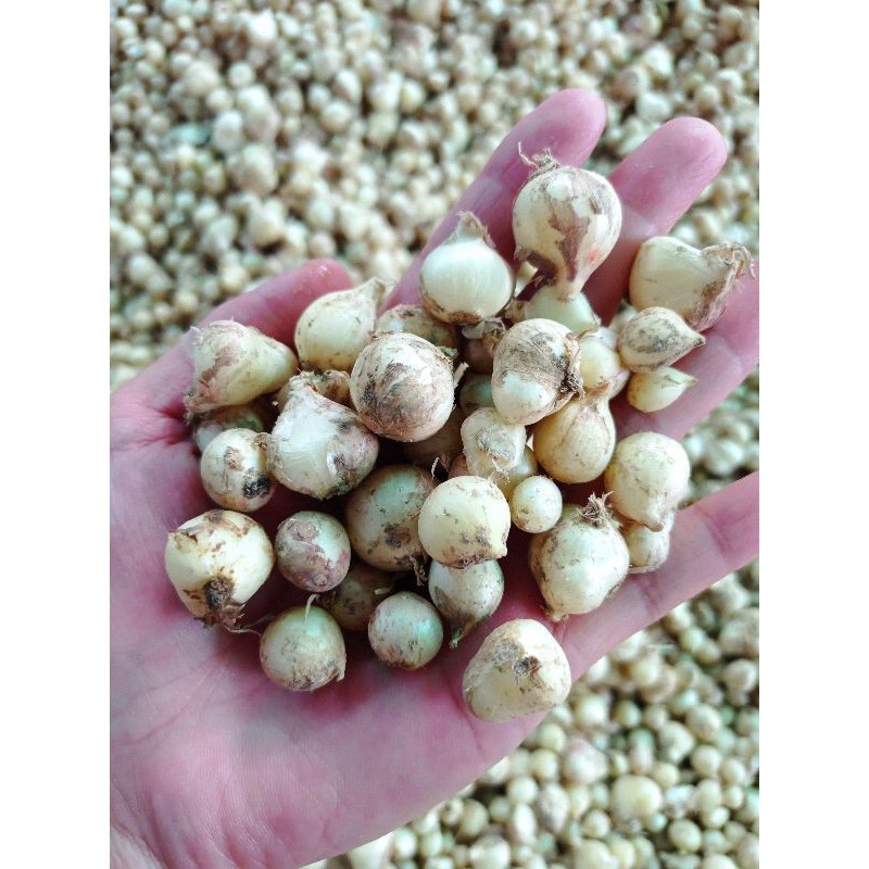 Củ nén Quảng Bình | Shopee Việt Nam