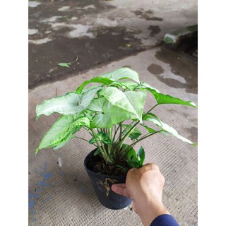 Cây Trầu Bà Trắng - Cây cảnh mini để bàn