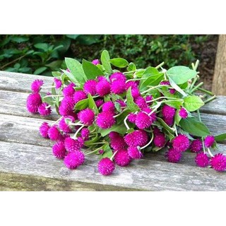 🌟Hạt Giống Hoa Cúc Bách Nhật Nhiều Mầu🌟 Nảy Mầm 90% Gói 100 Hạt